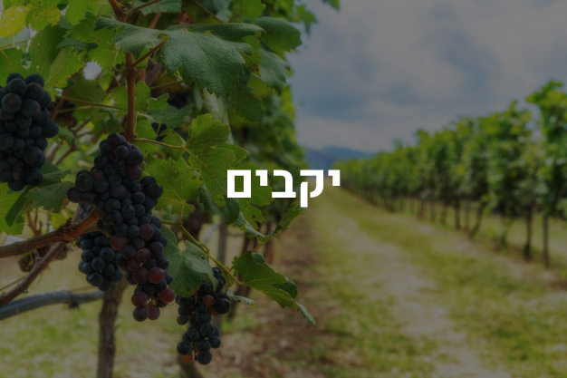 יקבים