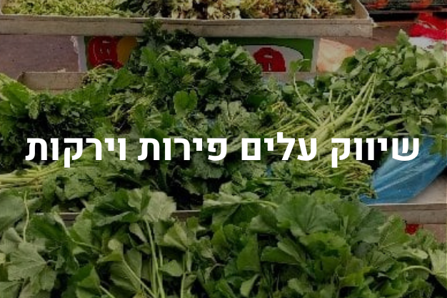 שיווק עלים פירות וירקוץ